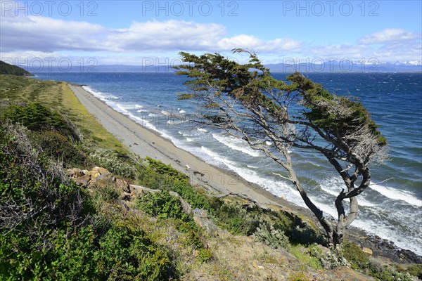 Tousled tree on the Beagle Canal