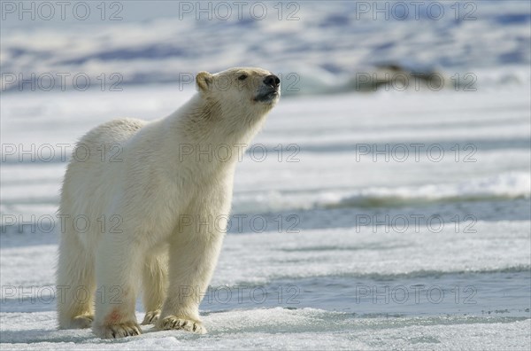 Polar bear (Ursus maritimus)