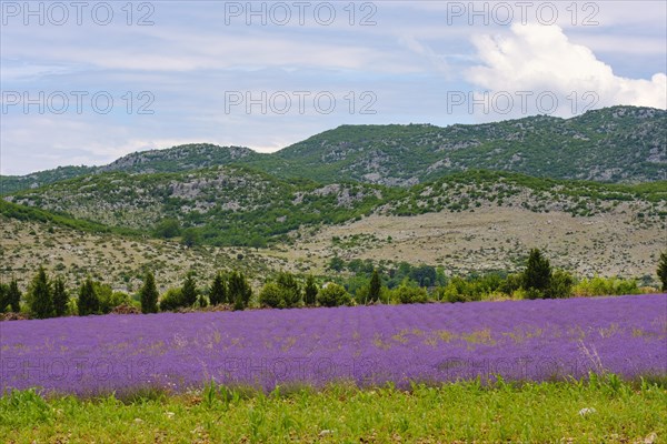 Lavender field (Lavandula officinalis)