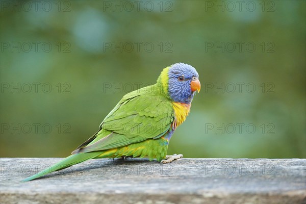 Rainbow lorikeet (Trichoglossus moluccanus)