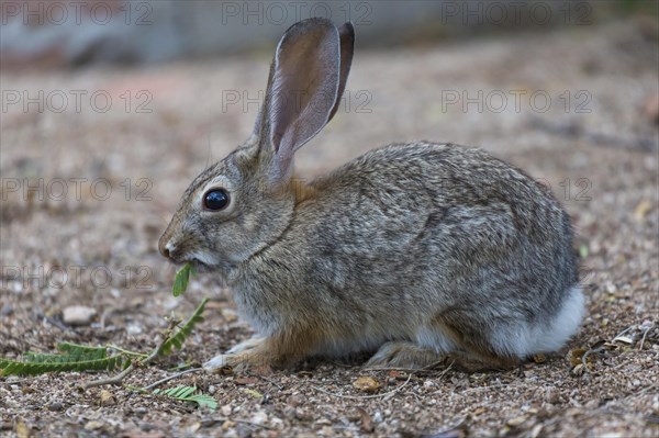 Desert cottontail (Sylvilagus audubonii) eats leaves