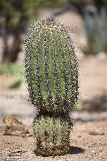 Fishhook Barrel Cactus (Ferocactus wislizeni)