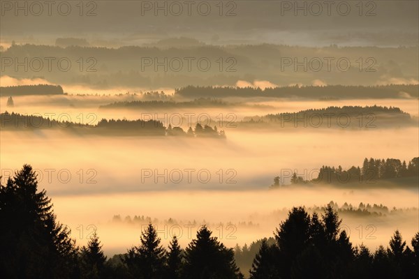 Hilly landscape with morning fog