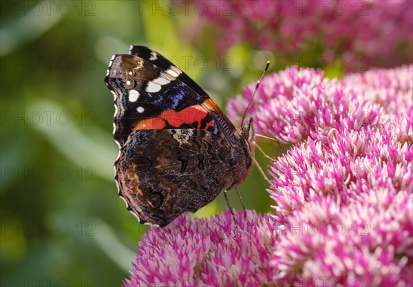 Red Admiral (Vanessa atalanta) on blossom of Stonecrop (Sedum)