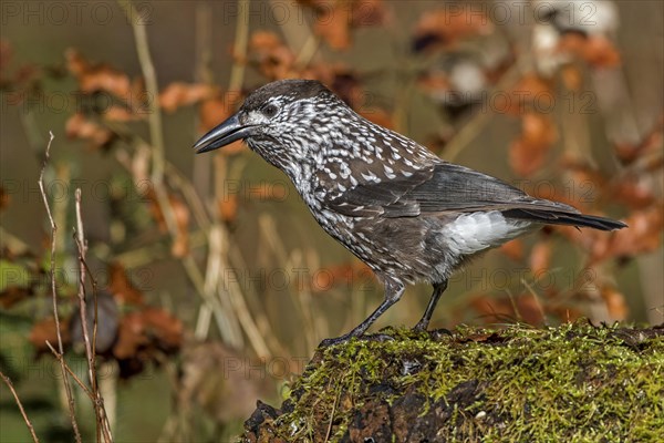 Spotted nutcracker (Nucifraga caryocatactes) on mossy tree trunk