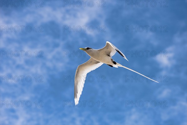 White-tailed tropicbird (Phaethon lepturus) in flight over Bird Island