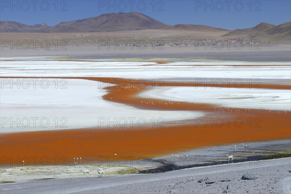 Play of colours of Laguna Colorada with flamingos and alpacas