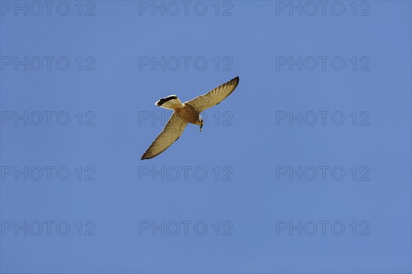 Lesser Kestrel (Falco naumanni) with captured lizard