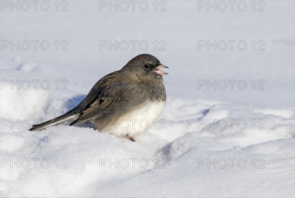 Dark-eyed Junco (Junco hyemalis) on snow