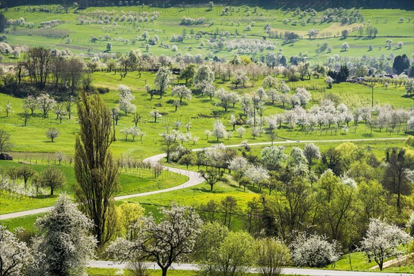 Flowering orchard meadows