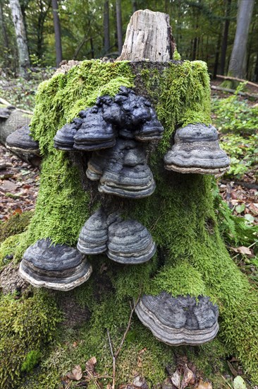 Tinder Funguses (Fomes fomentarius) grow on a dead