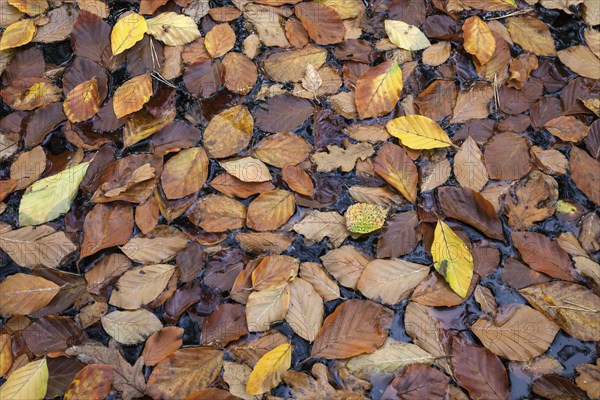 Autumn leaves