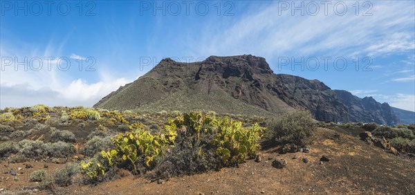 Indian fig opuntias (Opuntia ficus-indica) in a barren volcanic landscape