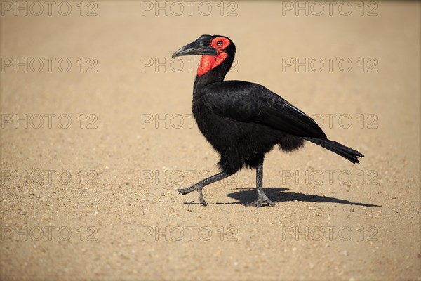 Southern ground hornbill (Bucorvus leadbeateri)