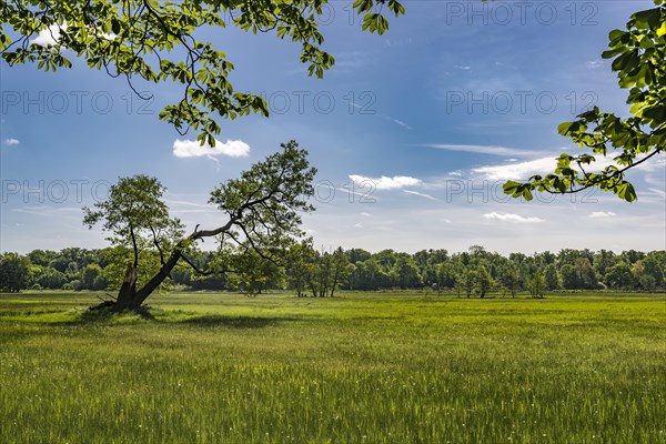 Meadow in the nature reserve Monchbruch