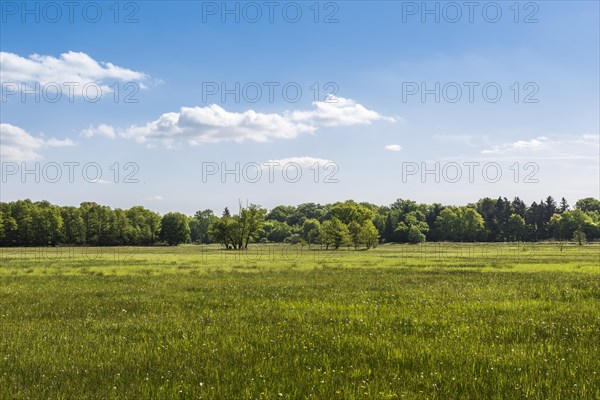 Meadow in the nature reserve Monchbruch