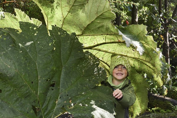 Little boy under Giant rhubarb (Gunnera manicata)