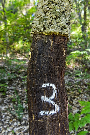 Partially peeled Cork oak (Quercus suber) with year indication of the last peeling