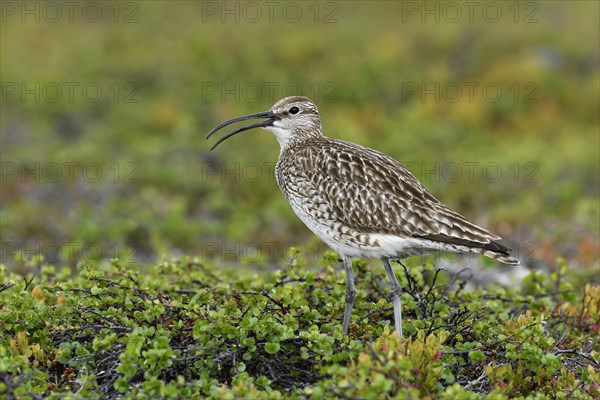 Whimbrel (Numenius phaeopus)