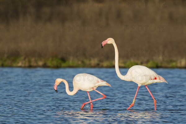 Greater Flamingo (Phoenicopterus roseus)