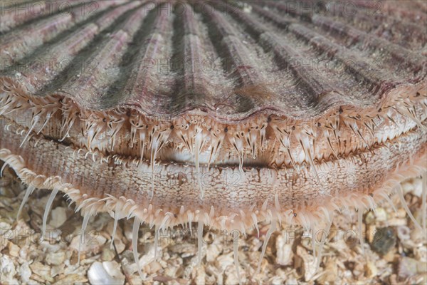 Close-up of Queen scallop or Manx Queenie (Aequipecten opercularis) in the sand