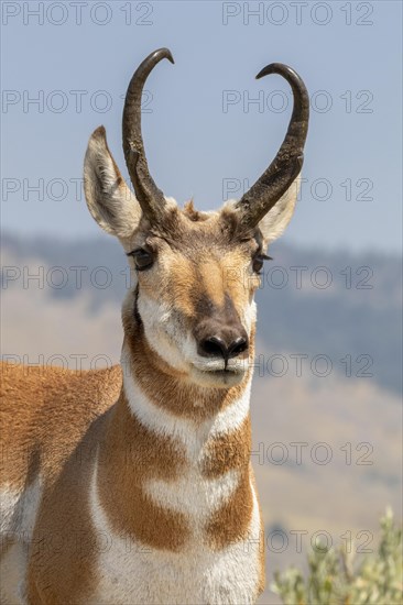 Pronghorn (Antilocapra americana)