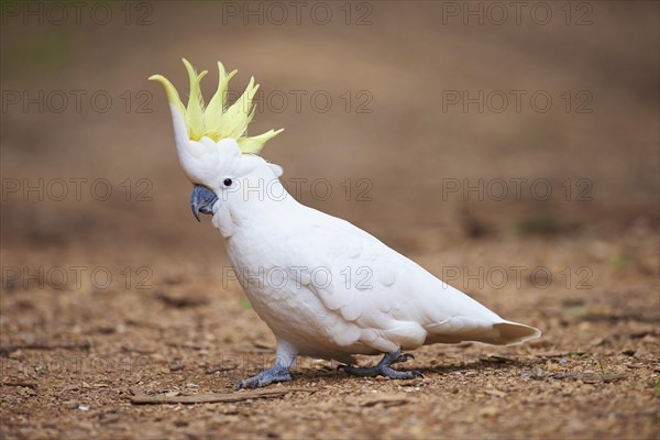 Sulphur-crested cockatoo (Cacatua galerita) on ground