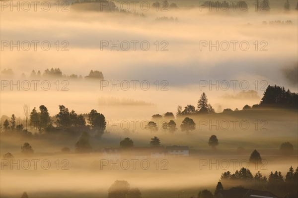 Morning fog