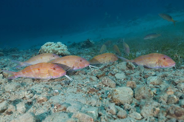 Group of Cinnabar Goatfish (Parupeneus heptacanthus)