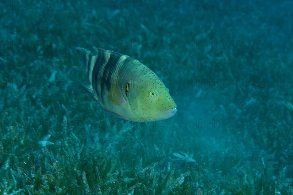 Abudjubbe (Cheilinus abudjubbe) swim over sea grass