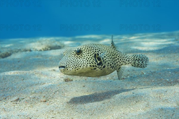 Young Star Pufferfish (Arothron stellatus) swim over sandy bottom