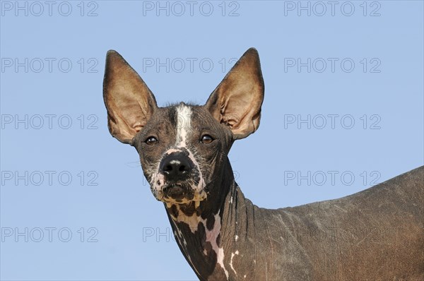 Perro sin pelo del Peru