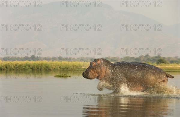 Hippopotamus (Hippopotamus amphibius)