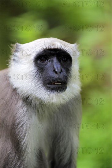 Northern plains gray langur (Semnopithecus entellus)