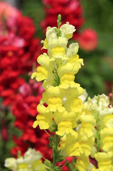 Common Snapdragon (Antirrhinum majus)