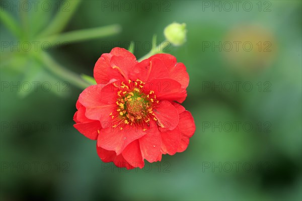 Scarlet Avens (Geum coccineum)