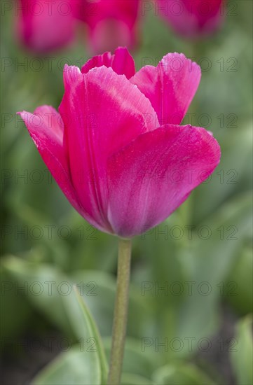 Pink Tulip blossom of Lady van Eijk