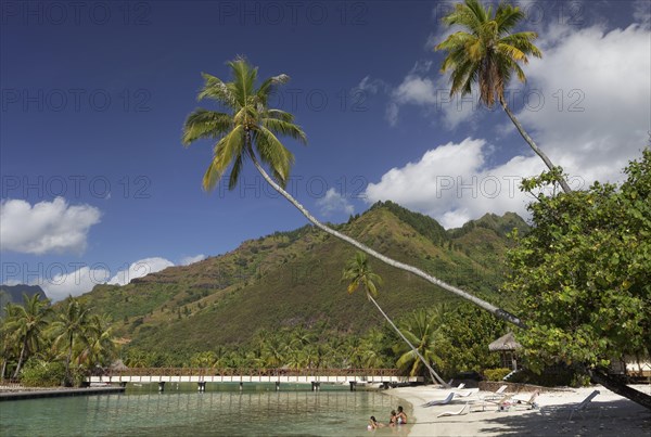 Beach with overhanging palm trees
