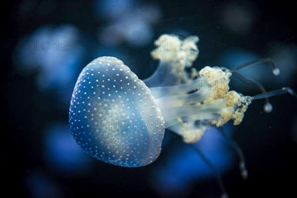 White-spotted Jellyfish (Phyllorhiza punctata)