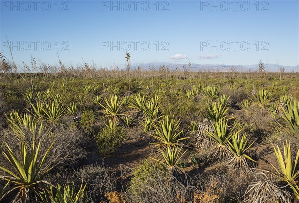 Century plants (Agave americana)