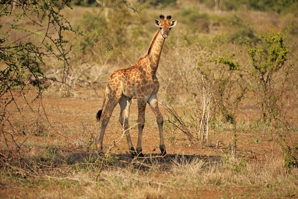 South African giraffe (Giraffa camelopardalis giraffa)