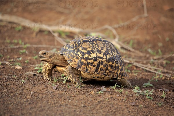 Leopard tortoise (Testudo pardalis)