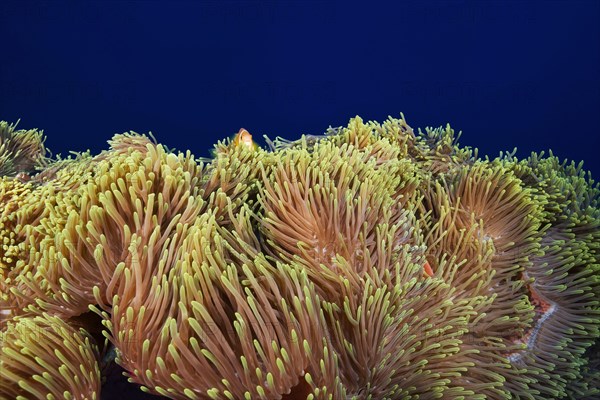 Magnificent Sea Anemone (Heteractis magnifica)