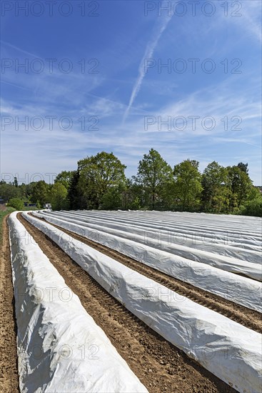 Foil covered asparagus field