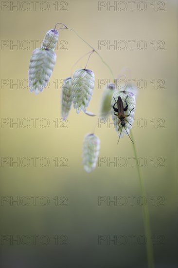 Briza maxima (Briza maxima) with soldier beetle (Cantharidae)