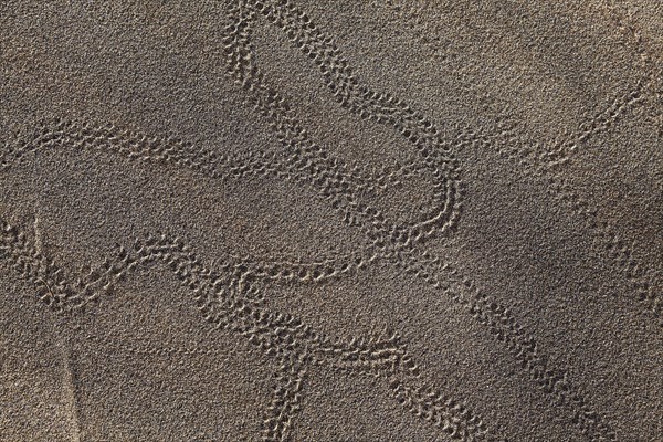 Animal tracks