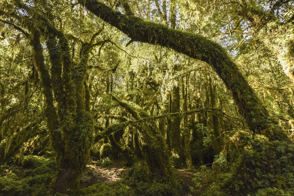 El Bosque Encantado