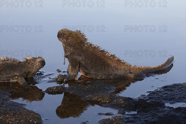 Marine iguanas (Amblyrhynchus cristatus)