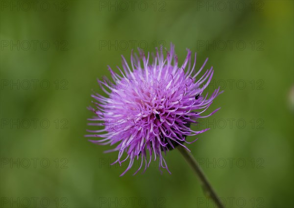 Spear Thistle (Cirsium vulgare)