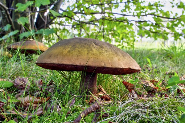 Lurid bolete (Suillellus Luridus) in the meadow